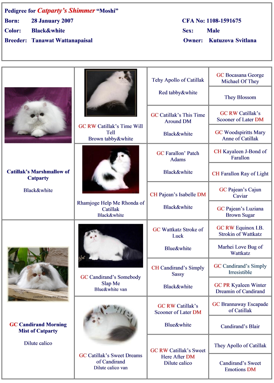 GC Catparty's Shimmer of Starbabies